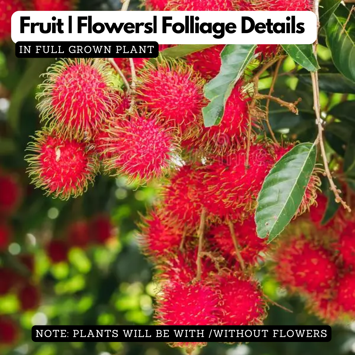 Rambutan School Boy Live Plant (Home & Garden)