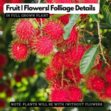 Rambutan School Boy Live Plant (Home & Garden)