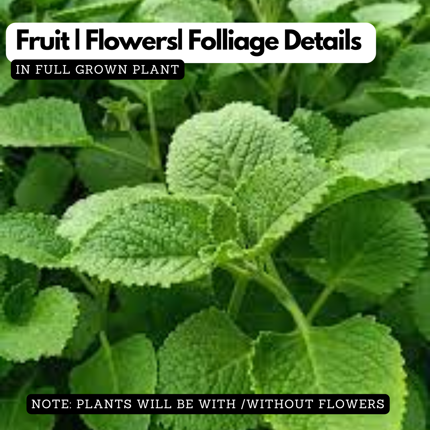 Karinchalli / Coleus (Coleus aromaticus / Plectranthus amboinicus)  Live Plant(Home & Garden)