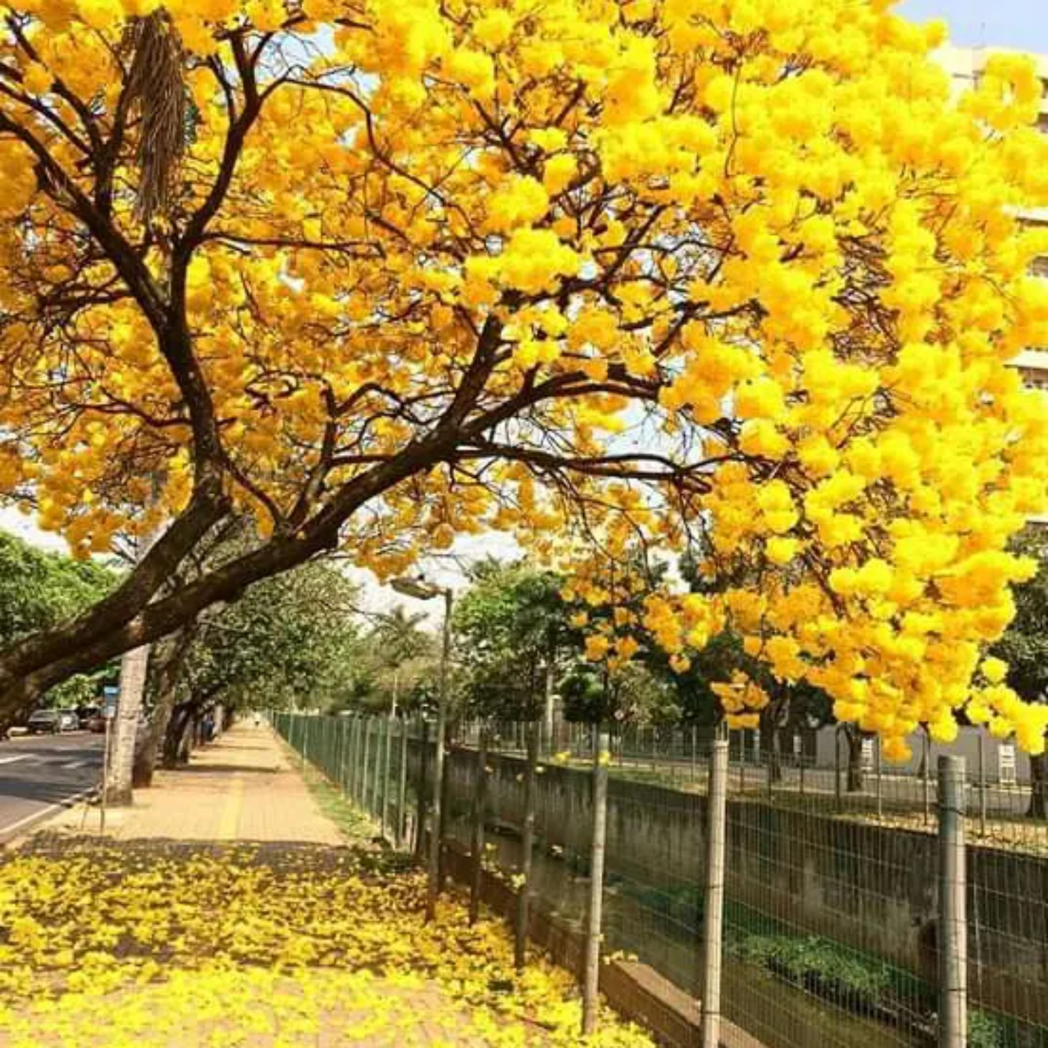 Tabebuia Argentea (Silver Trumpet Tree) Avenue Trees  Live Plant (Home & Garden)