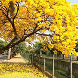 Tabebuia Argentea (Silver Trumpet Tree) Avenue Trees  Live Plant (Home & Garden)