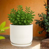 Mia Rotomolded  Pots And Tray for Home & Garden (Pack of 1)