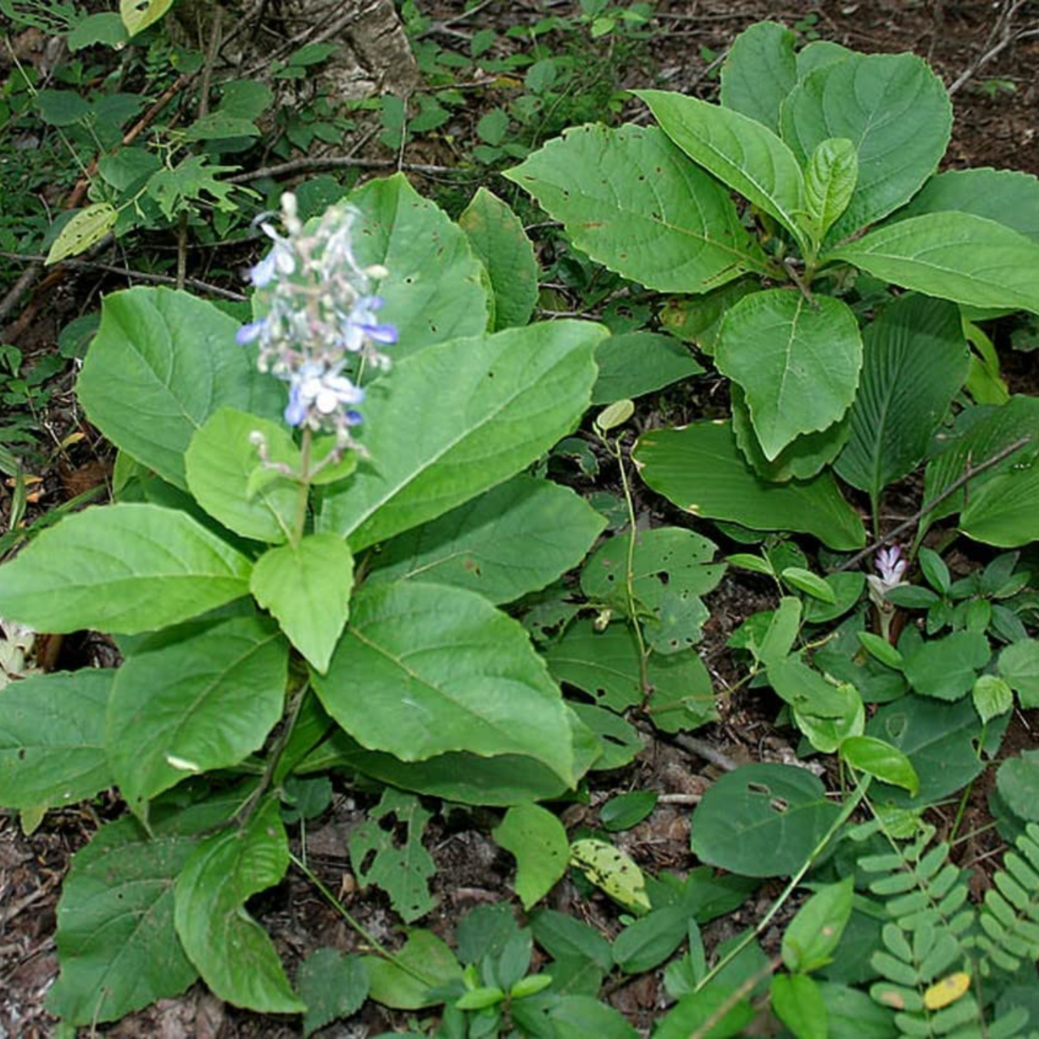 Cheru Thekku (Callicarpa tomentosa) Medicinal Live Plant (Home & Garden)