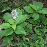 Cheru Thekku (Callicarpa tomentosa) Medicinal Live Plant (Home & Garden)