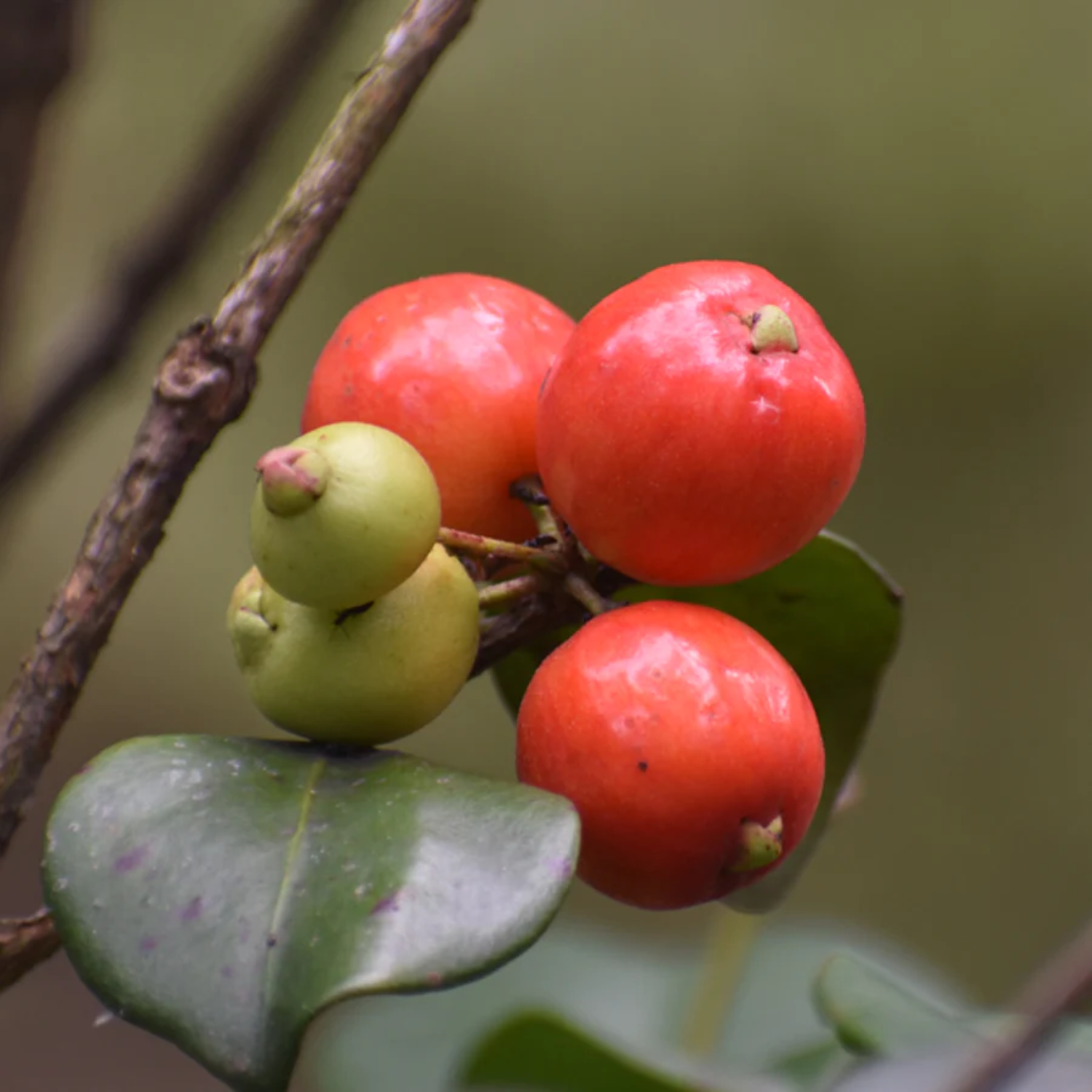 Cedar Bay Cherry Fruit (Eugenia Reinwardtiana) Seedling Fruit Plant (Home & Garden Plants)