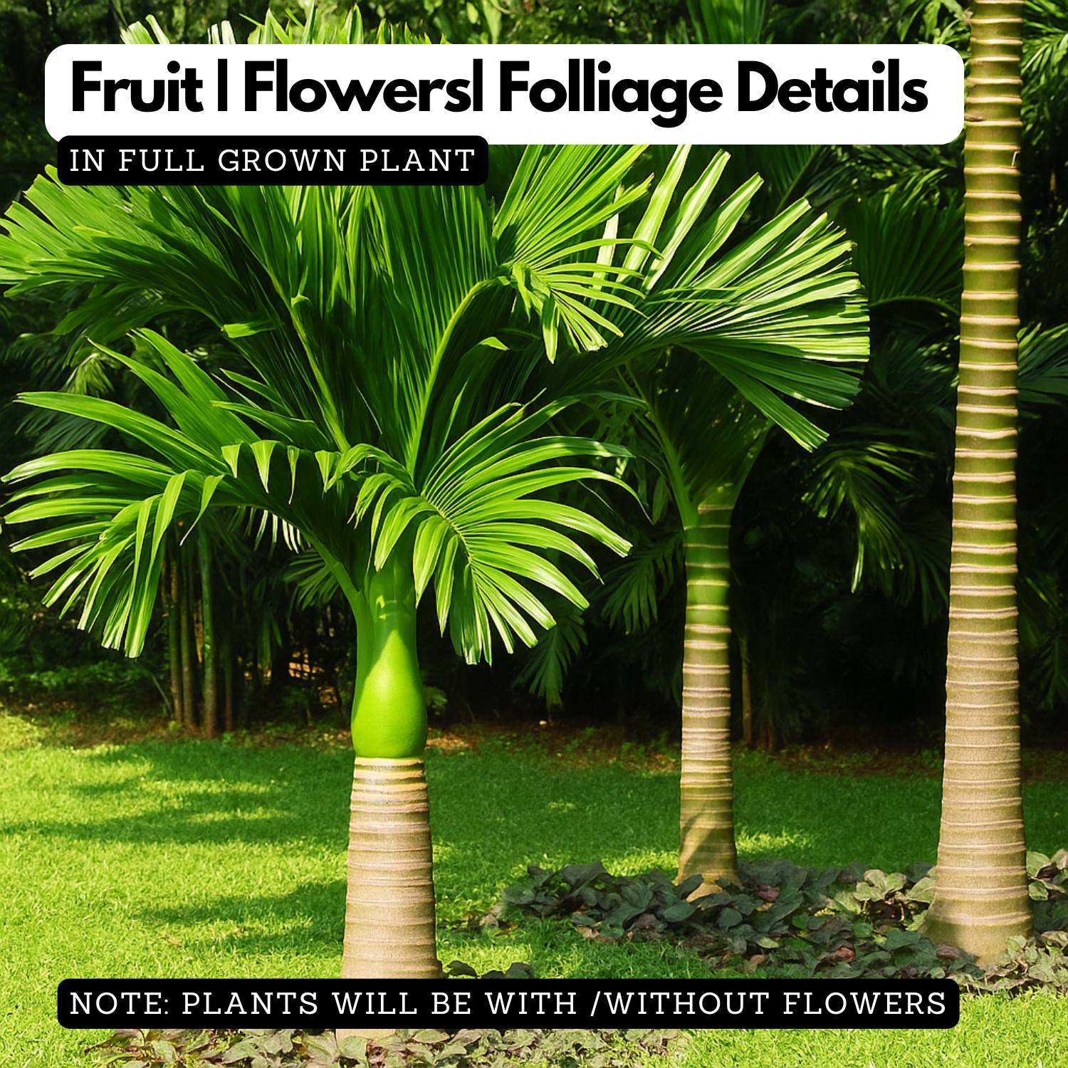 Areaca Nut - Hirehalli dwarf (Areca catechu L)Live Plant (Home & Garden)