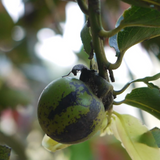 Gab Fruit (Diospyros malabarica) Seedling Fruit Plant (Home & Garden Plants)