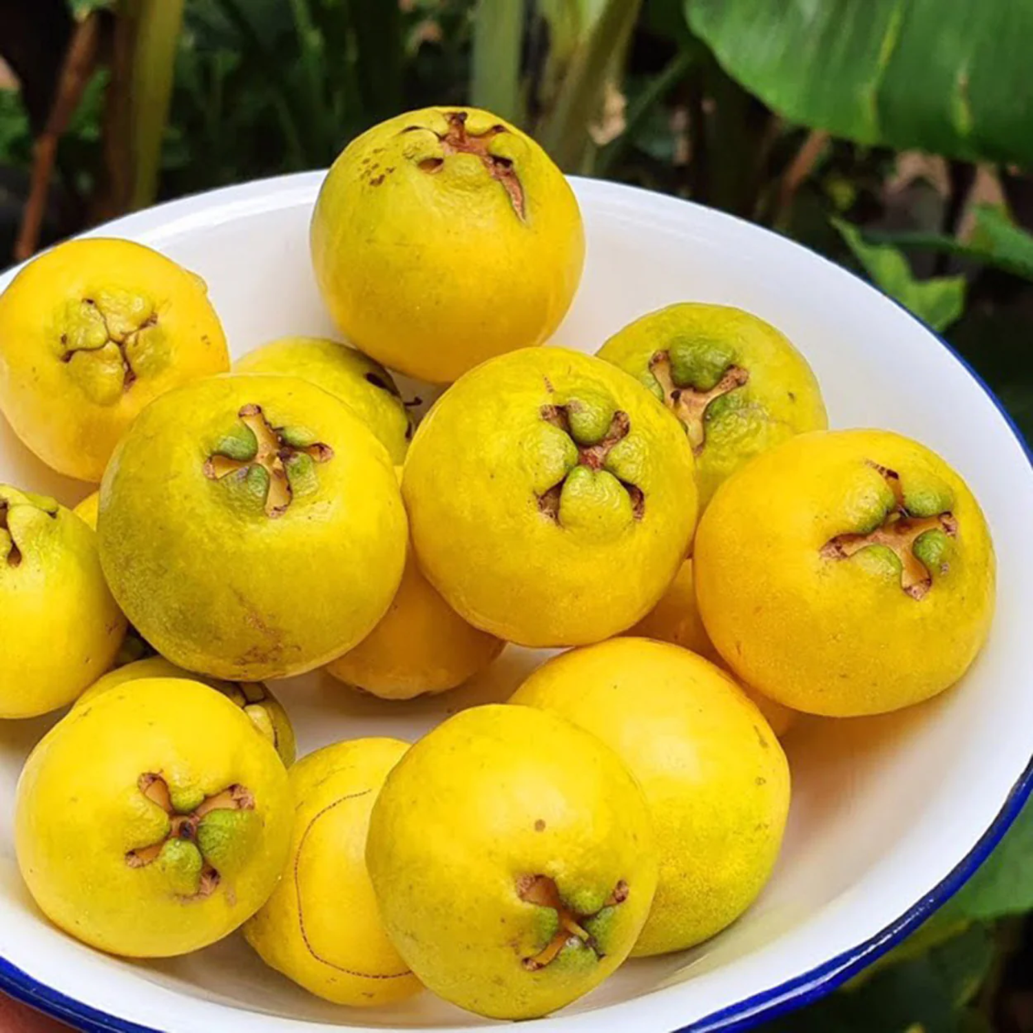 Yellow Strawberry Guava (Psidium Cattleianum) Seedling Fruit Plant (Home & Garden Plants)