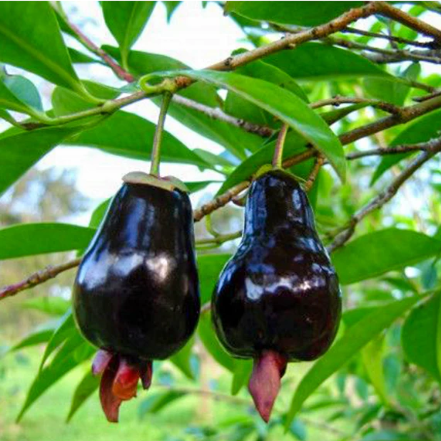 Cherry of De Rio Grande fruit (Eugenia Involucrata) Seedling Fruit Plant (Home & Garden Plants)