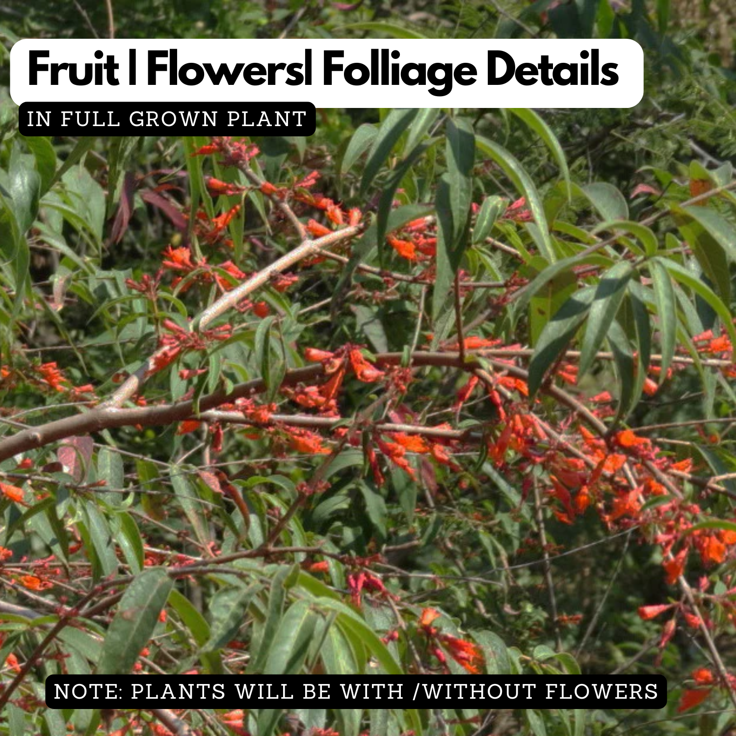 Thathiri (Woodfordia Fruiticosa) Live Plant (Home & Garden)