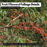 Thathiri (Woodfordia Fruiticosa) Live Plant (Home & Garden)