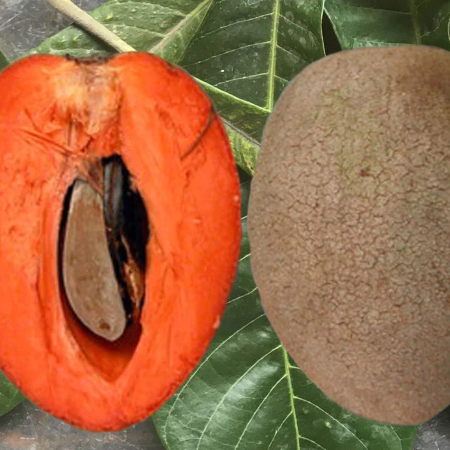 Mamey Sapote Pantine (Pouteria Sapota) Fruit Plant (Home & Garden Plants)