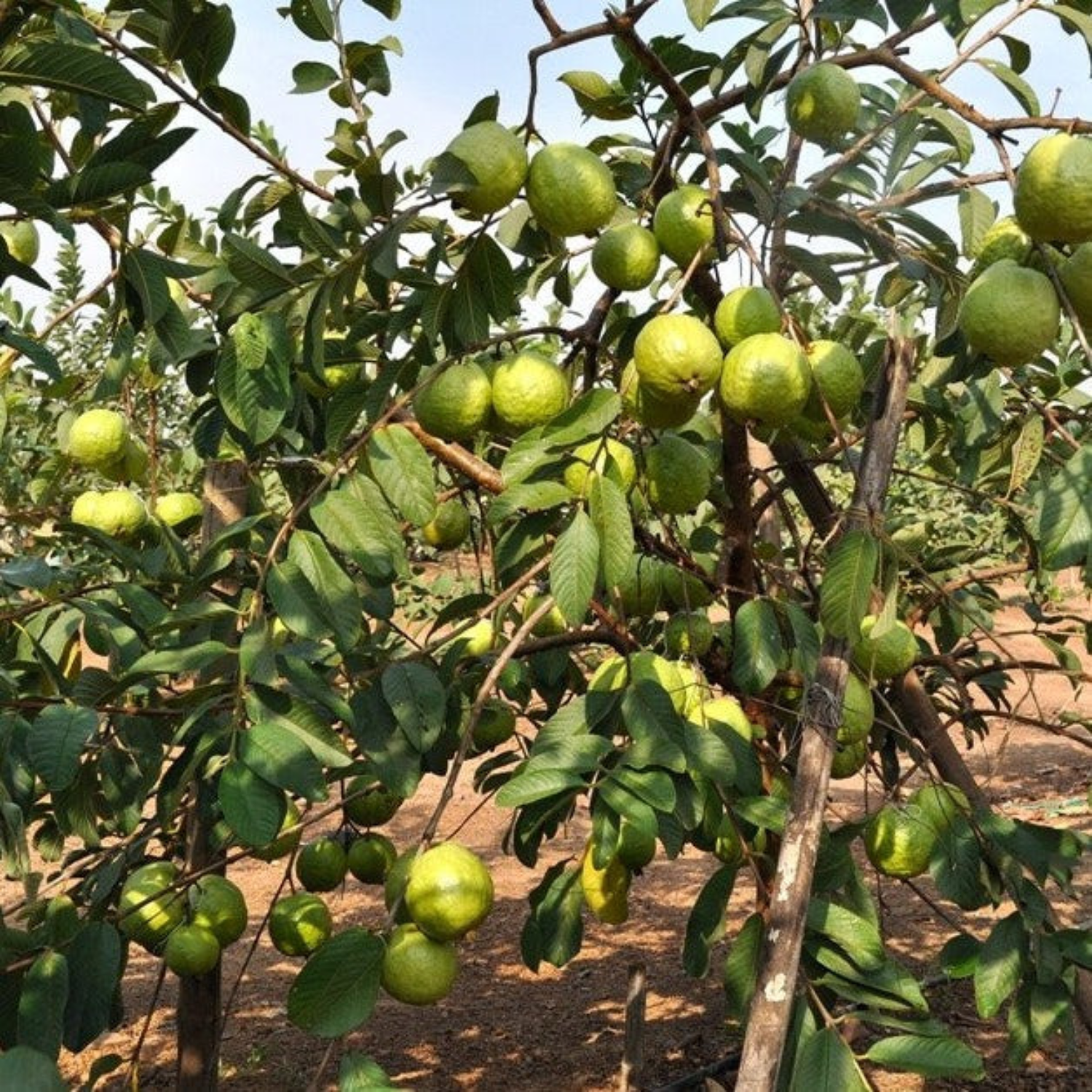 VNR Guava (Psidium guajava) Grafted Fruit Plant (Home & Garden Plants)