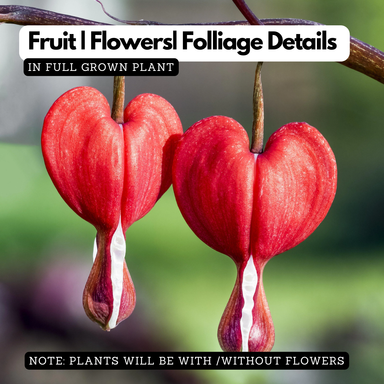 Red Bleeding Heart (Lamprocapnos) Flowering/Ornamental Live Plant (H&G)