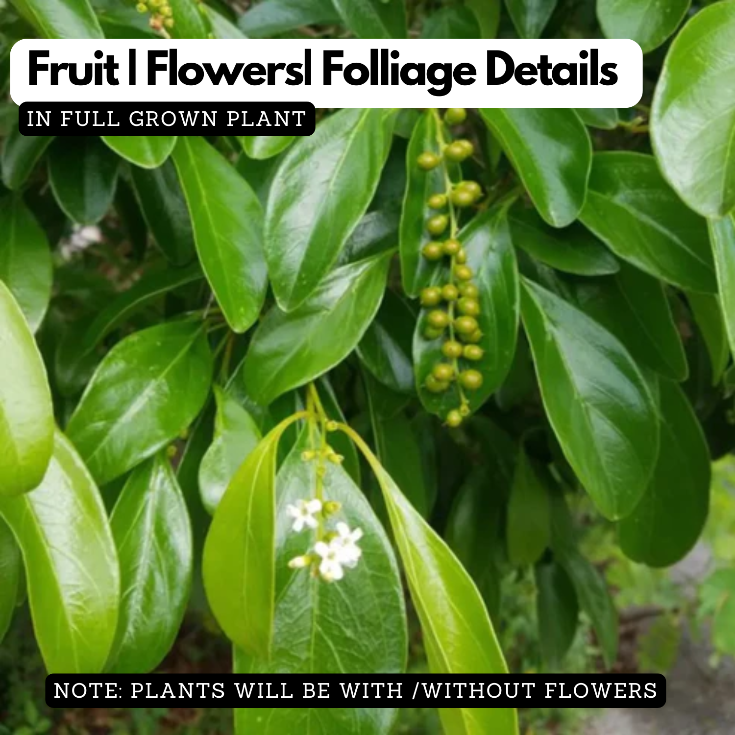 Fiddlewood Tree | Brindhavan Champa (Avenue tree)  Live Plant (Home & Garden)
