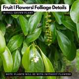 Fiddlewood Tree | Brindhavan Champa (Avenue tree)  Live Plant (Home & Garden)
