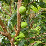 Jaboticaba Branca (Phitrantha Branca) Fruit Plant (Home & Garden Plants)