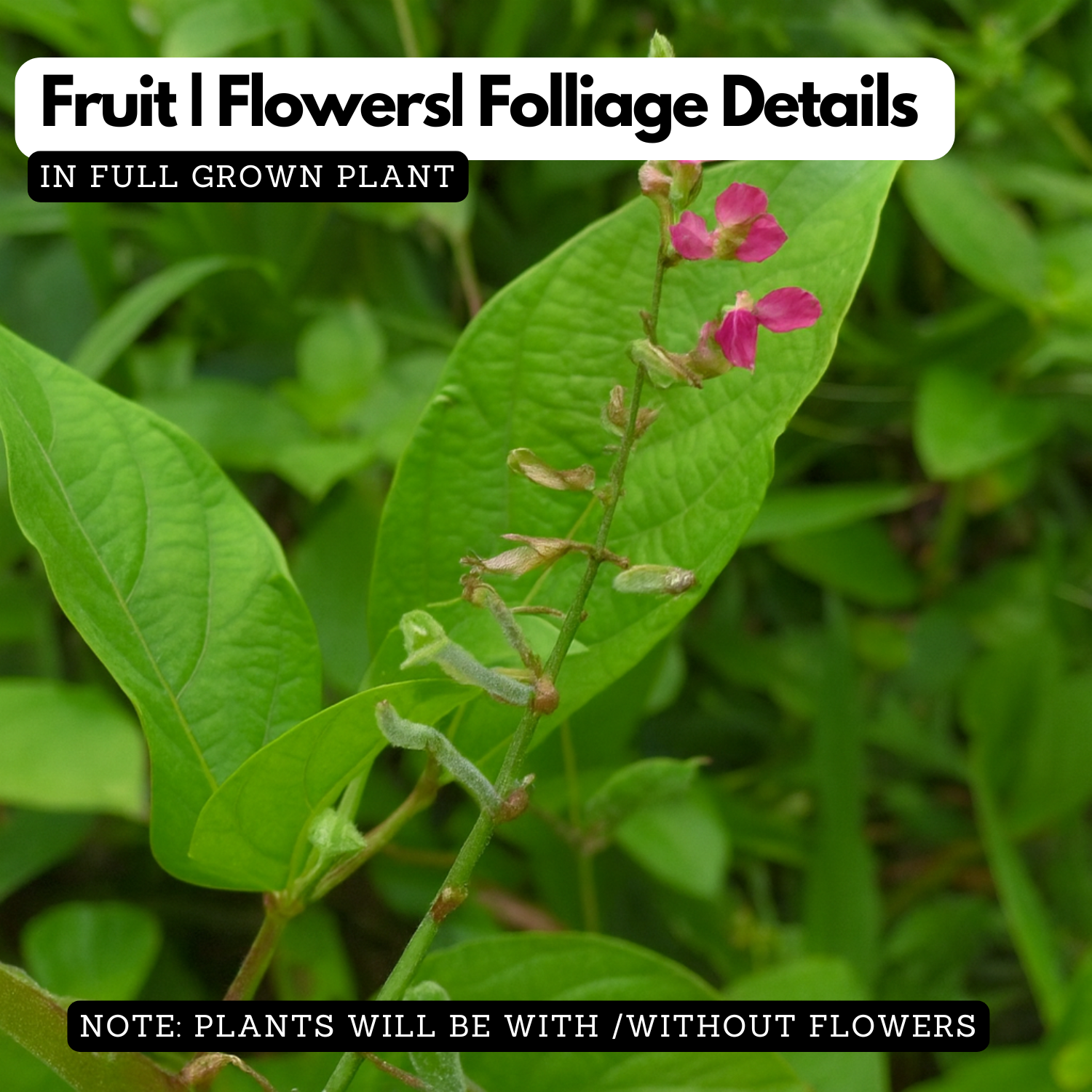 Murila (Pseudarthria viscida)  Live Medicinal Plant (Home & Garden)