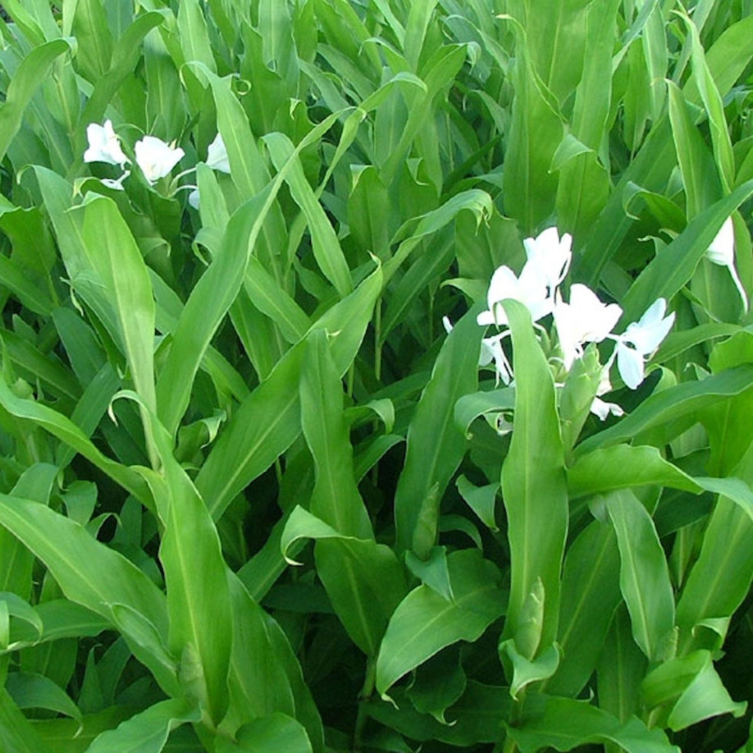 White Ginger Lily / Kalyana Sougandhikam (Hedychium coronarium) Live Plant (Home & Garden) (Copy)