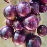 Jaboticaba Red Hybrid (Plinia Cauliflora) Fruit Plant (Home & Garden Plants)