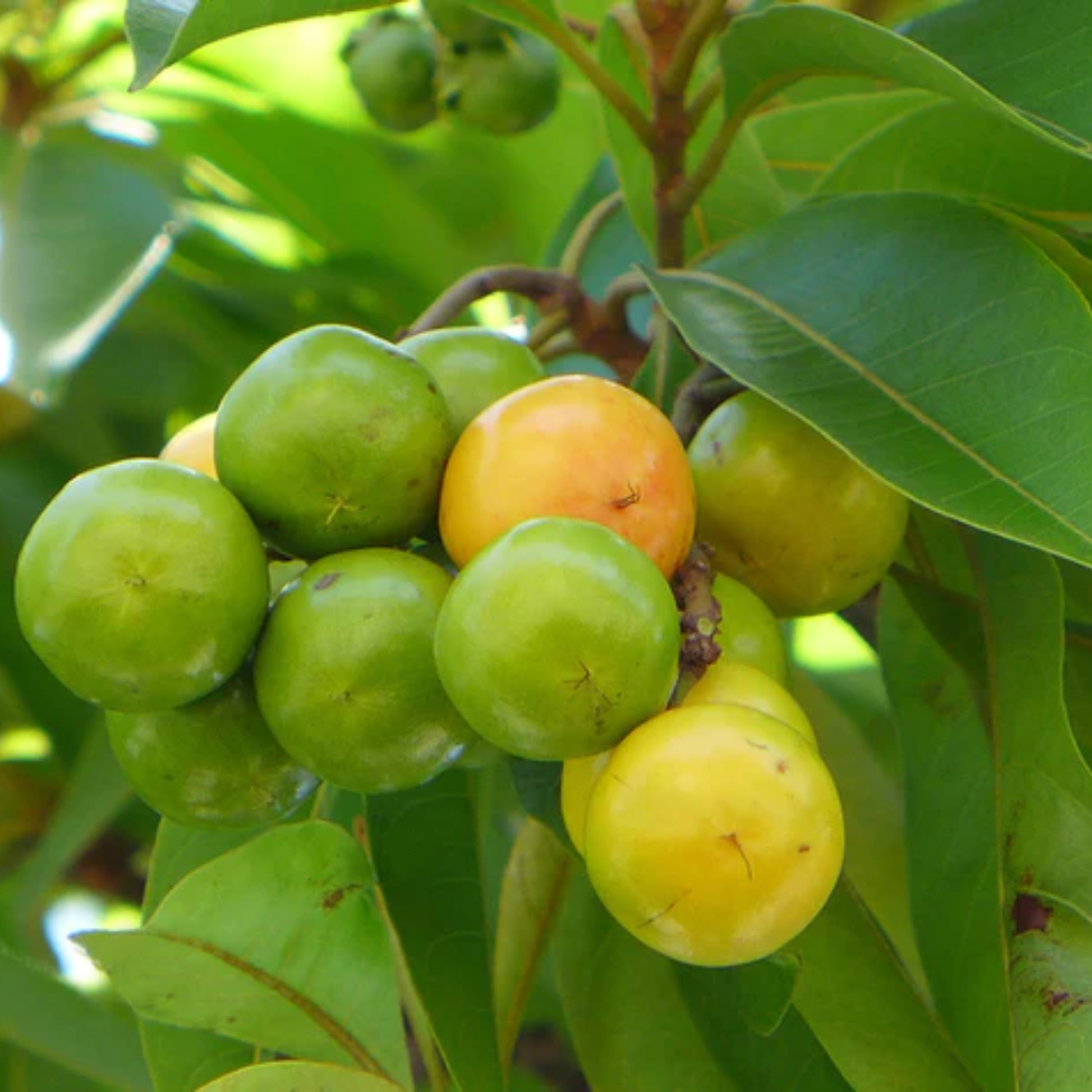 Yellow Nance Fruit (Byrsonima Crassifolia) Seedling Fruit Plant (Home & Garden Plants)