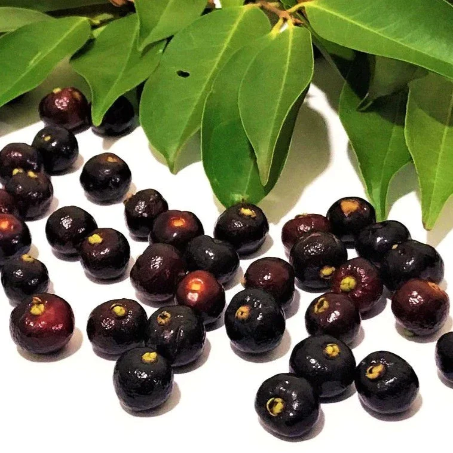 Guamirim (Eugenia florida) Seedling Fruit Plant (Home & Garden Plants)