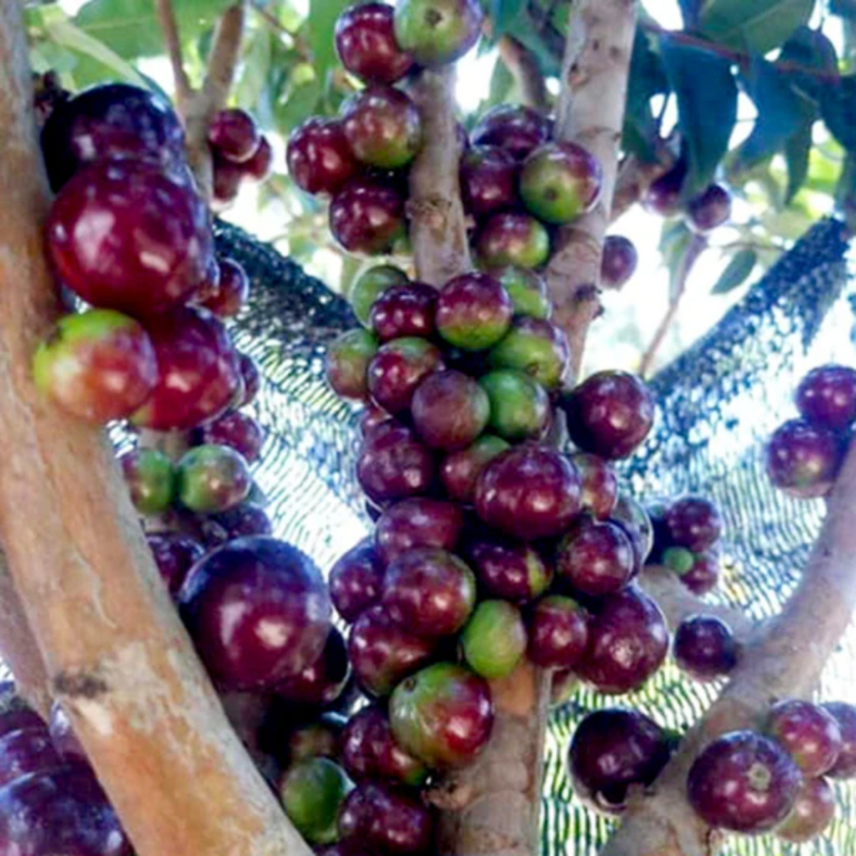 Jaboticaba Escarlate (Plinia Cauliflora) Fruit Plant (Home & Garden Plants)