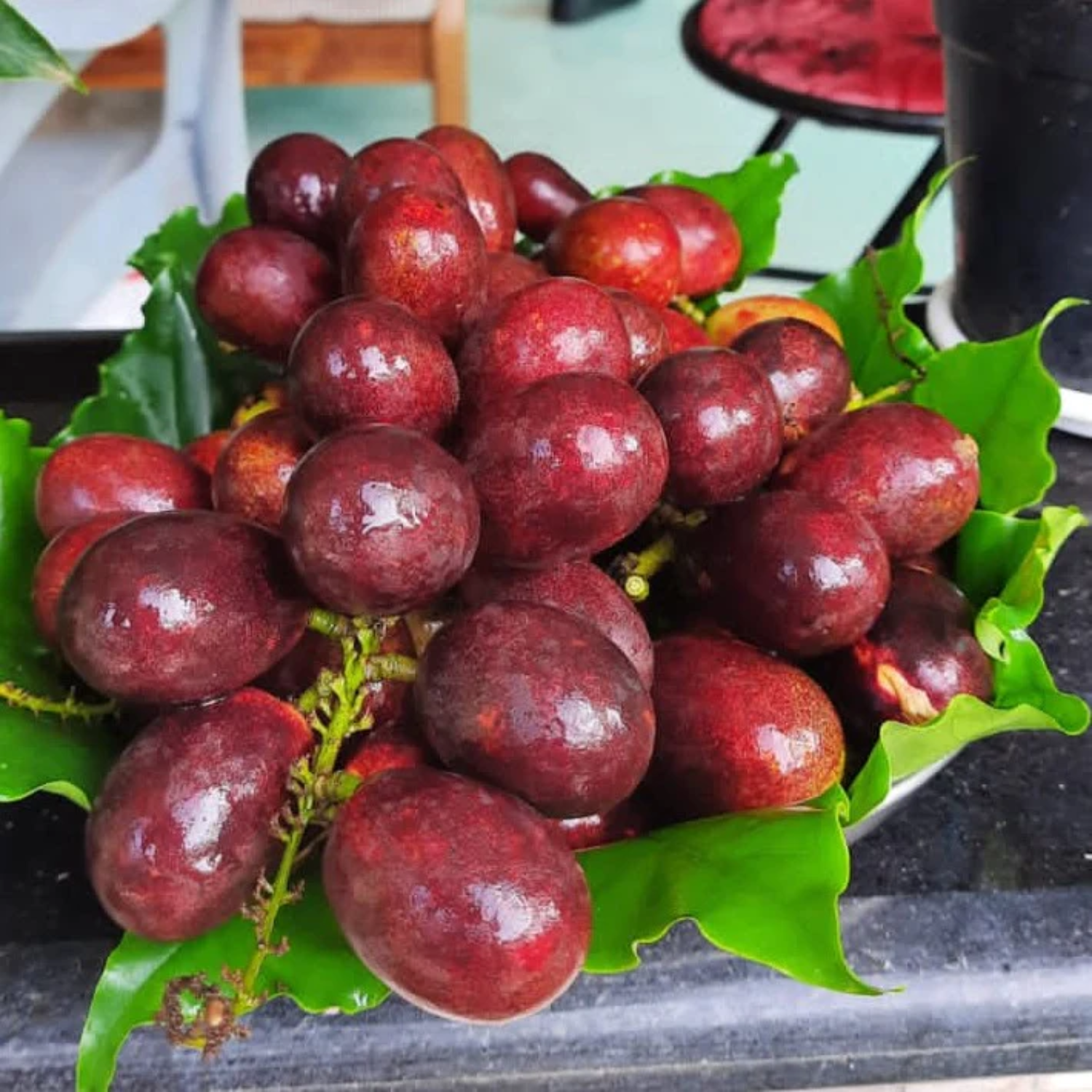 Purple Matoa Fruit (Pometia Pinnata) Seedling Fruit Plant (Home & Garden Plants)