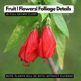 Sleeping Hibiscus Red (Malvaviscus) Flowering /Ornamental Live Plant (H&G)
