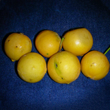 Mexican Garcinia Fruit (Luc's) (Garcinia mexicana) Seedling Fruit Plant (Home & Garden Plants)