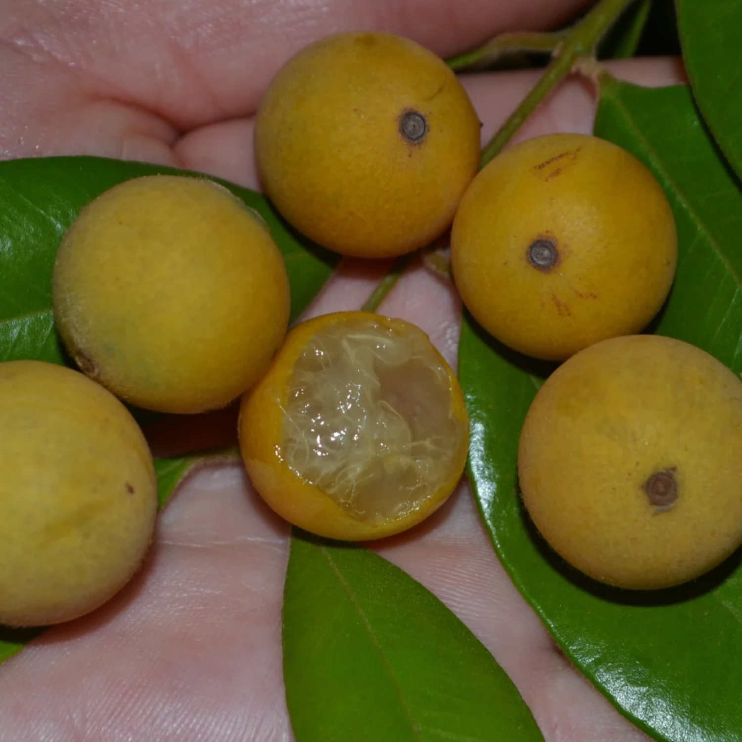 Yellow Jaboticaba (Myrciaria Glazioviana) Fruit Plant (Home & Garden Plants)