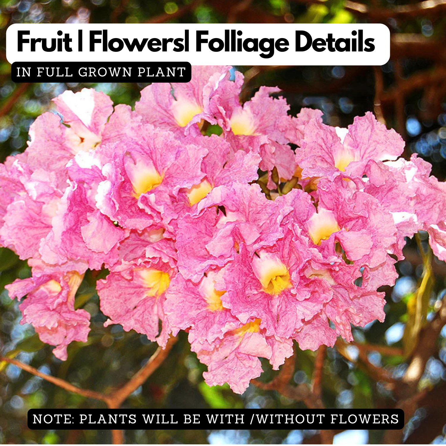 Tabebuia rosea|Tabebuia rosea(Avenue Tree) Live Plant (Home & Garden)