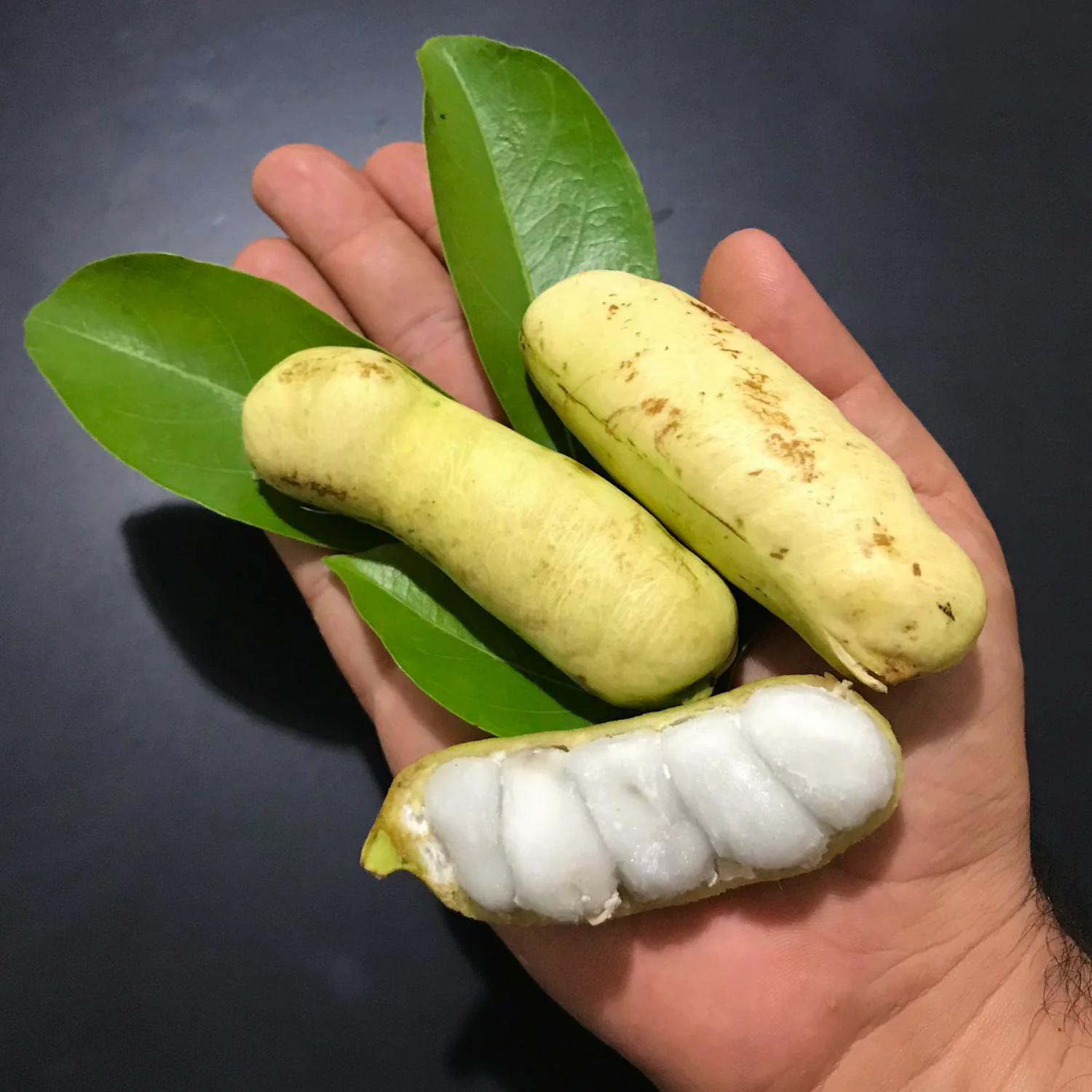 Guama Ice Cream Bean (Inga laurina) Seedling Fruit Plant (Home & Garden Plants)