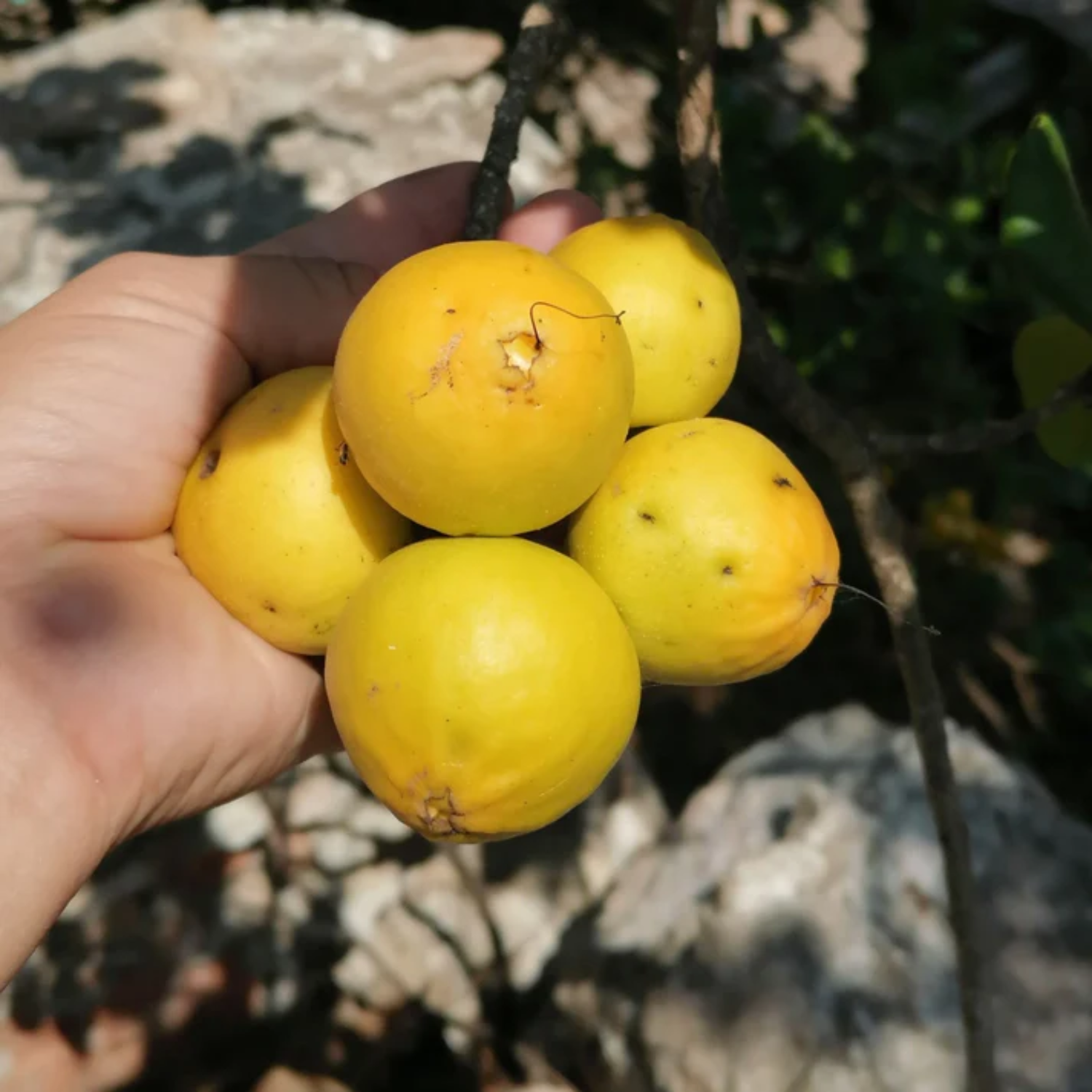 Ziricote Fruit (Cordia dodecandra) Seedling Fruit Plant (Home & Garden Plants)