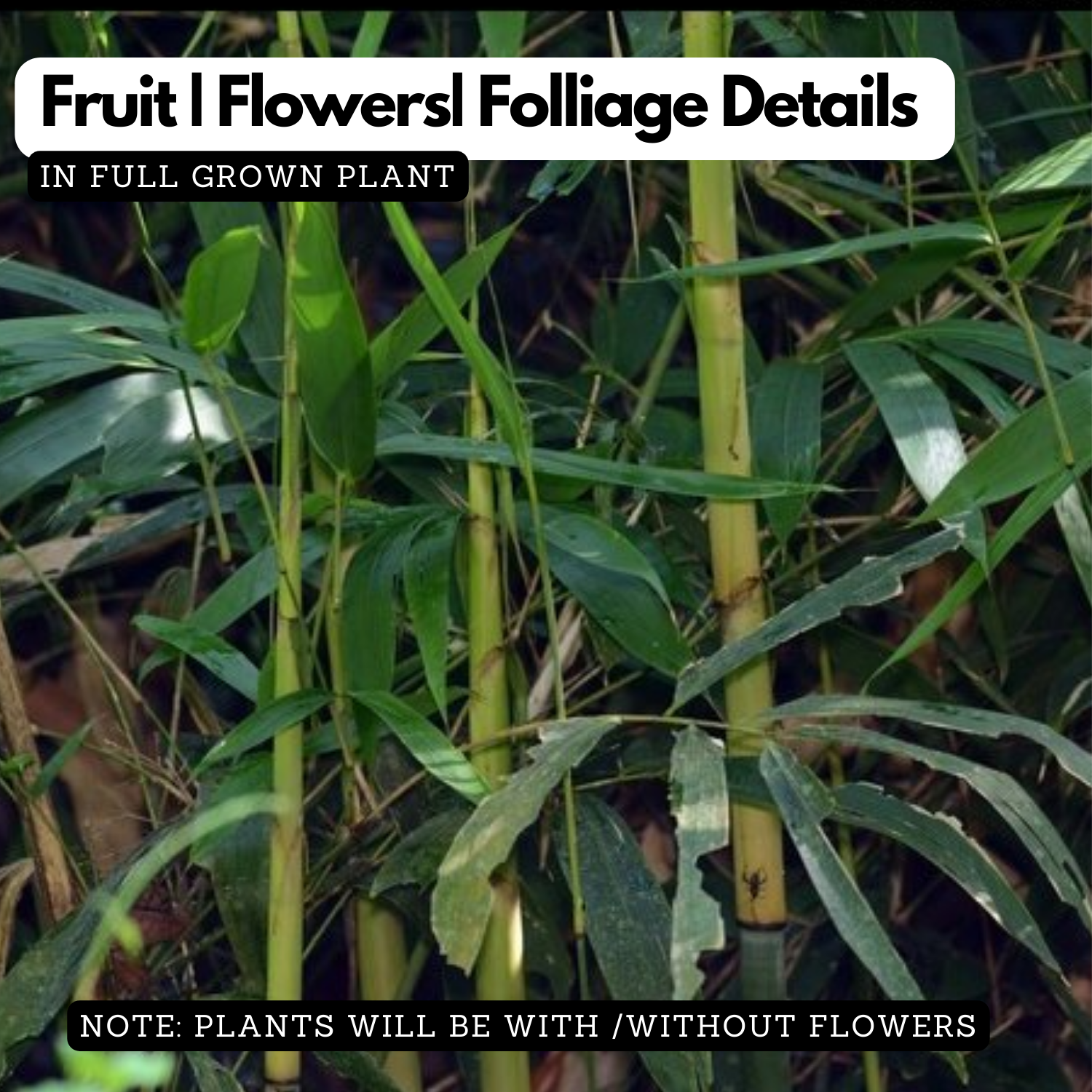 Chooral (Ochlandra Travancorica)  Live Plant(Home & Garden)