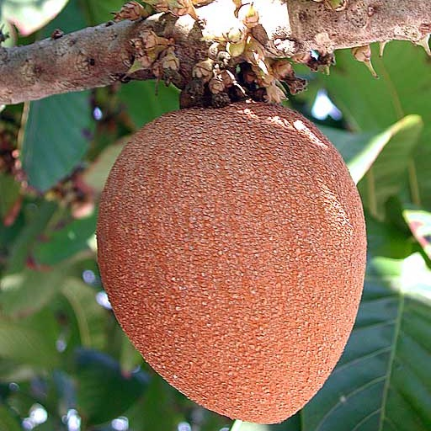 Mamey Sapote Key West (Pouteria Sapota) Seedling Fruit Plant (Home & Garden Plants)