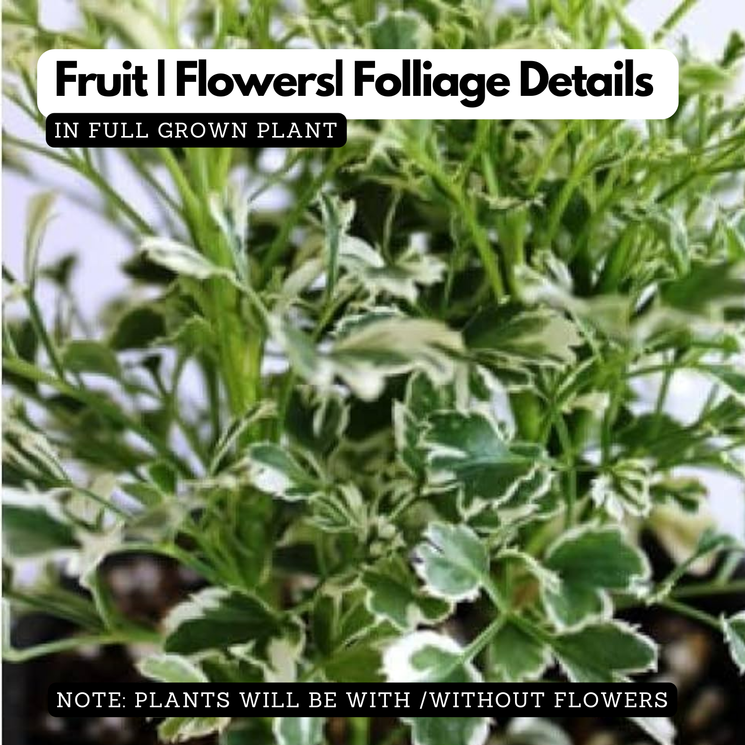 Variegated Ball Aralia ( Polyscias fruticosa ) Ornamental Live Plant (Home & Garden)