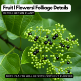 Muzhu (Premna serratifolia)  Live Medicinal Plant (Home & Garden)