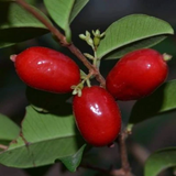 Mystery Fruit (Syzygium sp) Seedling Fruit Plant (Home & Garden Plants)