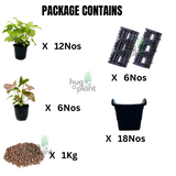 Biowall Vertical Garden With Plants (Syngoium 2 Varieties) For Home & Garden