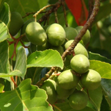 Ceylon Olive (Elaeocarpus Serratus) Seedling Fruit Plant (Home & Garden Plants)