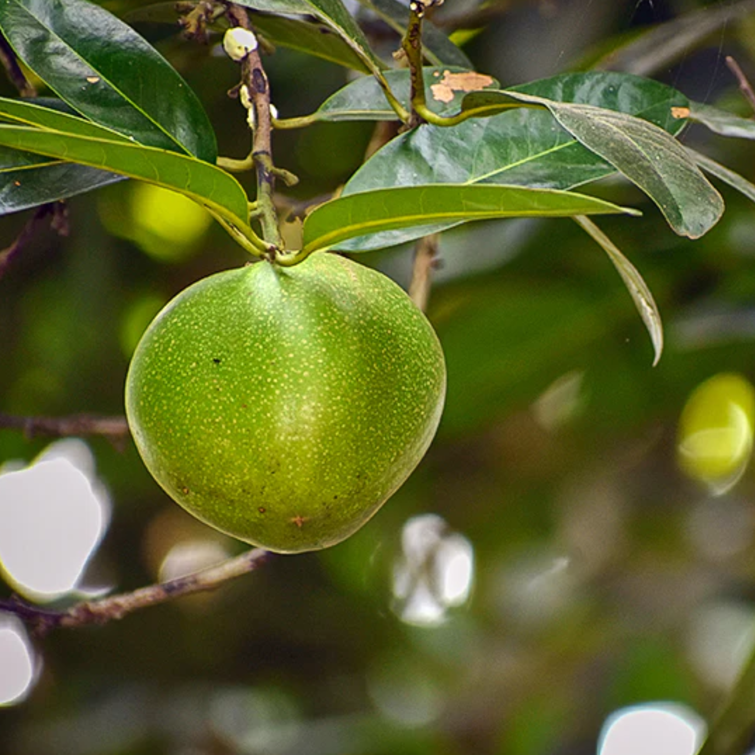 Black Sapote (Diospyros Nigra) Fruit Plant (Home & Garden Plants)