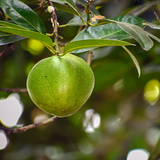 Black Sapote (Diospyros Nigra) Fruit Plant (Home & Garden Plants)