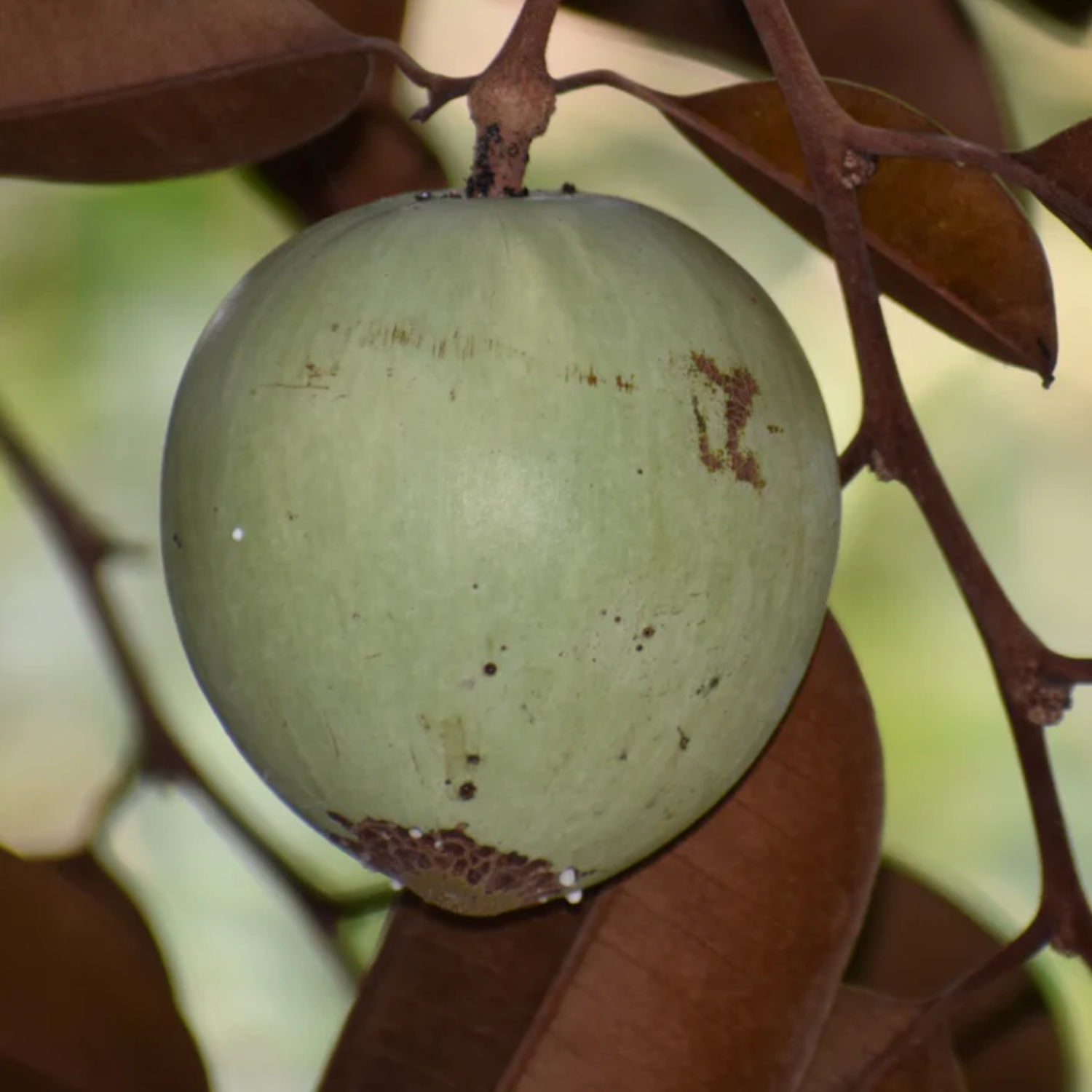 Green Star Apple (Chrysophyllum Cainito) Seedling Fruit Plant (Home & Garden Plants)