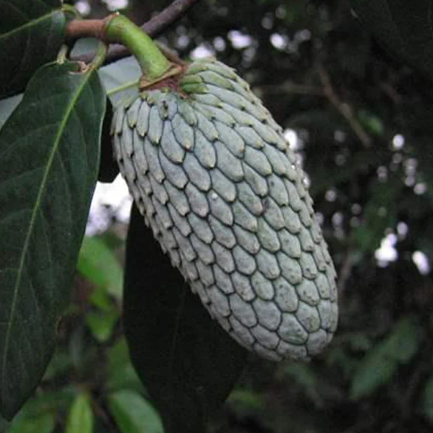 Annonilla (Annona hypoglauca) Seedling Fruit Plant (Home & Garden Plants)