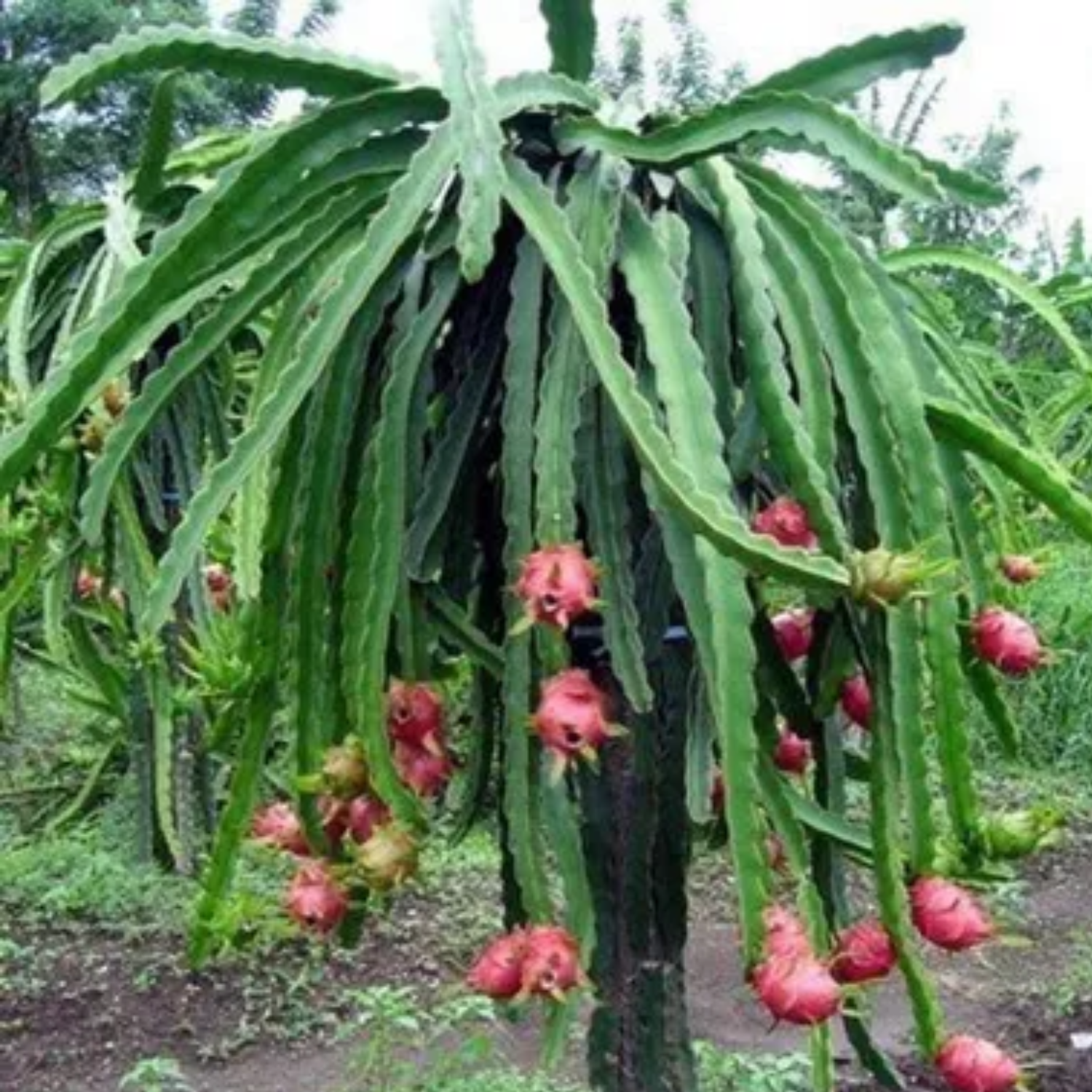 Dragon Fruit (Pink Flesh) (Selenicereus Undatus) Rooted Cuttings Seedling Fruit Plant (Home & Garden Plants)