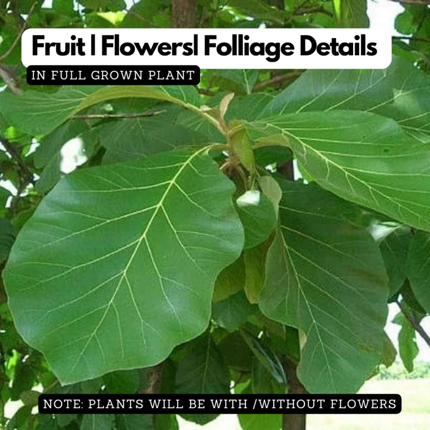 Nilamboor Teak Wood Plant / Sagwan (Tectona grandis) Ornamental Live Plant (Home & Garden)