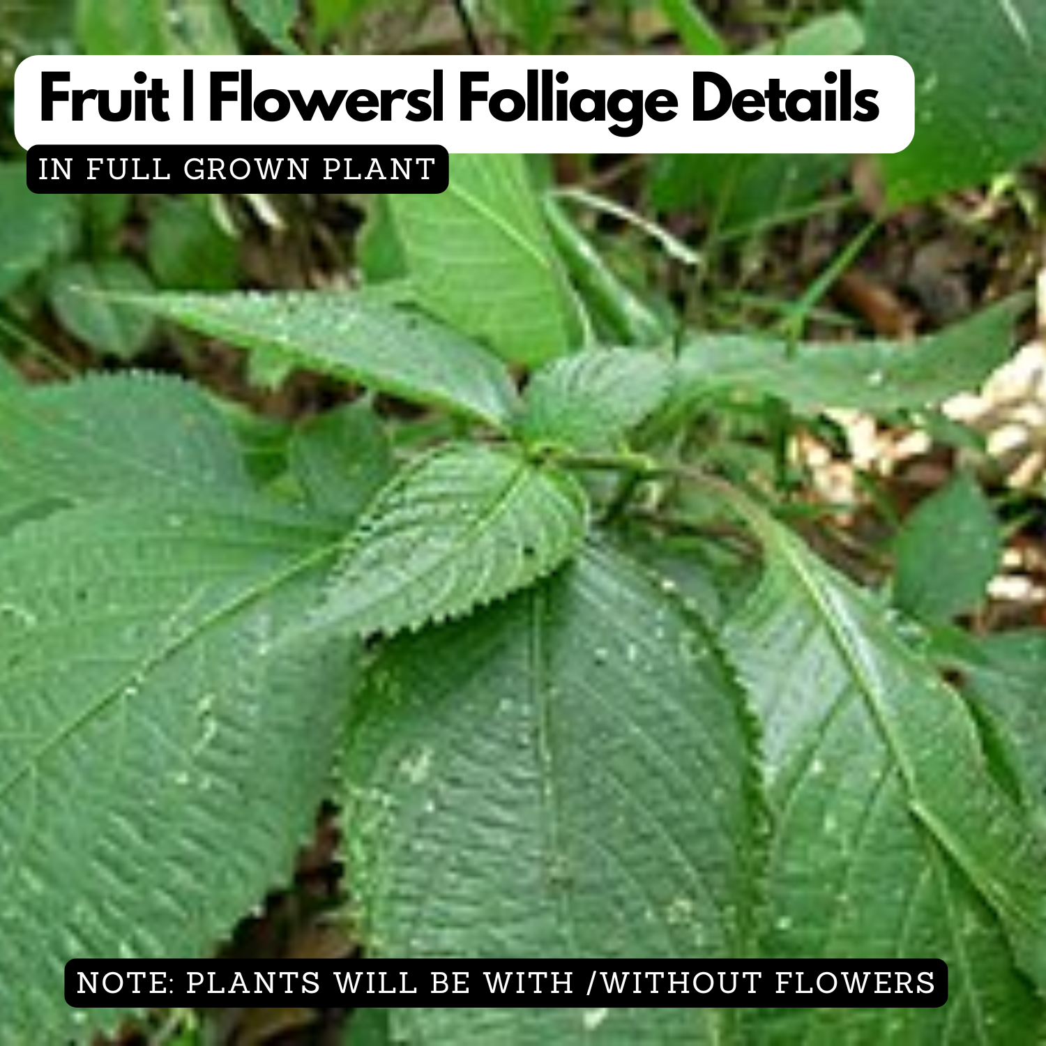 Karimkurinji (Strobilanthes species) Live Plant(Home & Garden)