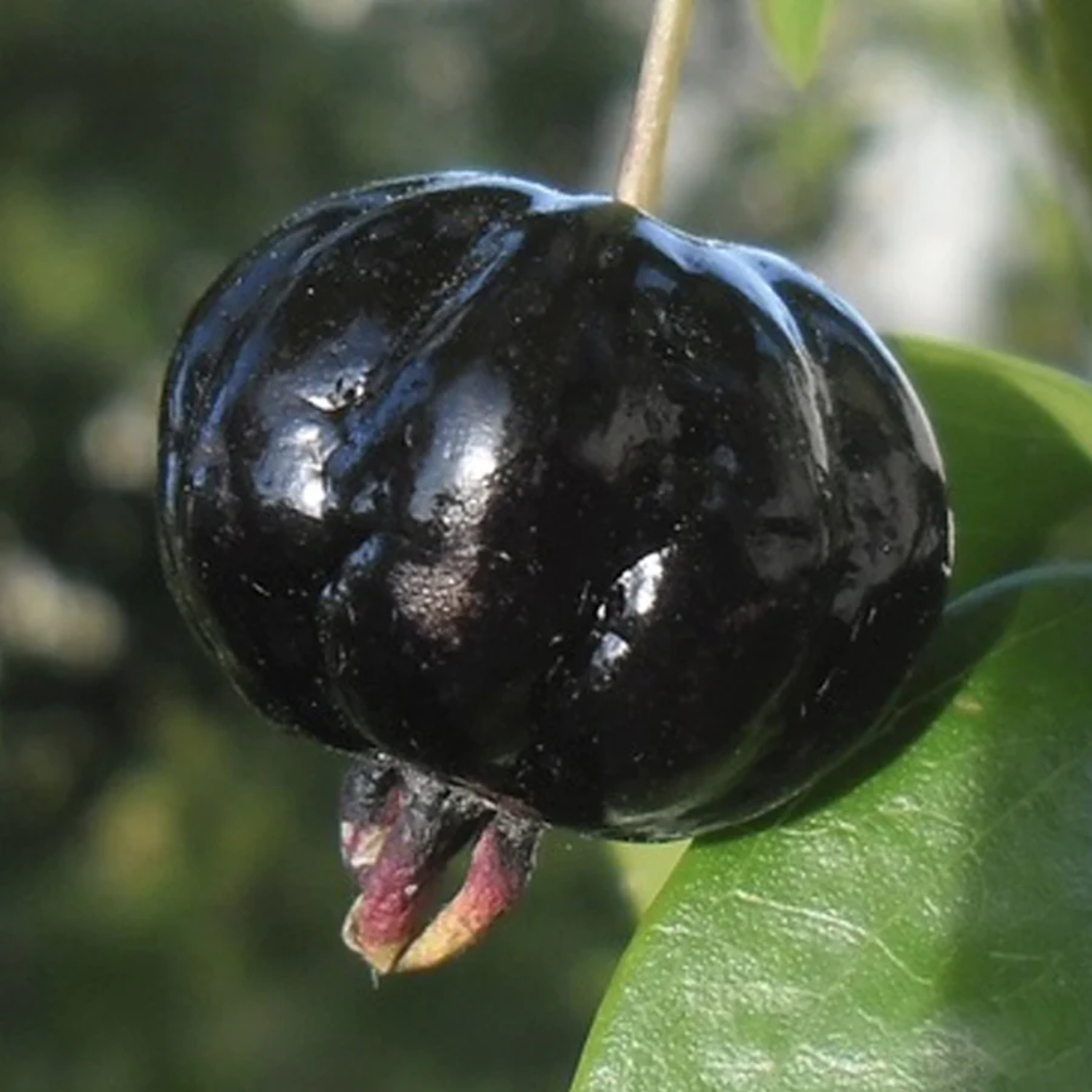 Zill's Surinam Cherry (Eugenia uniflora) Grafted Fruit Plant (Home & Garden Plants)