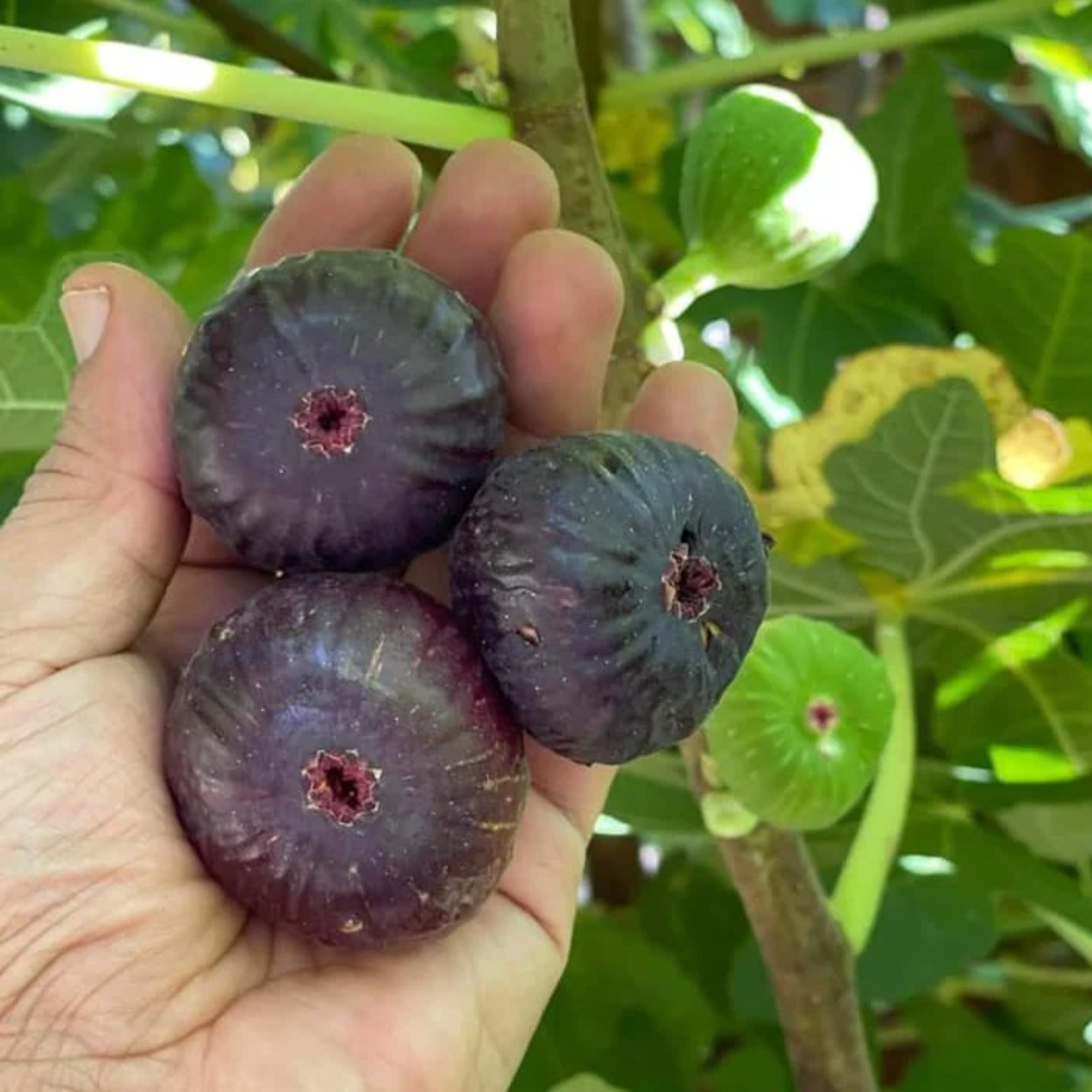 Brown Turkey Fig Live Plant (Ficus carica 'Brown Turkey”) Layered Fruit Plant (Home & Garden Plants)